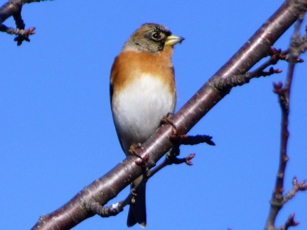 Peppola (Fringilla montifringilla)